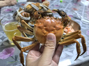 【活蟹】湖鲜阳澄 大闸蟹 去绳足重 3.0-3.3两 10只 鲜活六月黄现货超大螃蟹海鲜礼盒装 实拍图