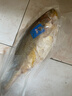 三都港洄游季带籽黄花鱼1.1kg/条大黄鱼海鲜鱼类春节也送货 实拍图