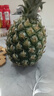 广东徐闻香水菠萝新鲜水果生鲜热带孕妇水果整箱包邮 1个装 单果1.3-1.5斤 实拍图