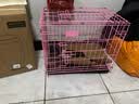 暮秋小主【猪猪侠同款】宠物小香猪活体幼崽家养纯种迷你猪活物可爱萌宠 泰国小香猪幼崽（公） 实拍图
