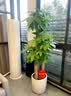 芙洛拉花园【2小时达】发财树绿萝金钱树散尾葵天堂鸟大型绿植室内开业乔迁 八方来财-鸭掌木 实拍图