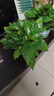 双盟绿萝盆栽除甲醛花卉绿植办公室新房净化空气180加仑4盆装源头直发 实拍图