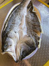 仙泉湖三去白蕉海鲈鱼1斤/条净膛刺少肉厚 珠海特产500g生鲜 春节也送货 实拍图