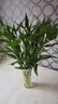 【富贵竹】水培节节高室内绿植客厅招财植物鲜花卉好养常绿七夕 绿色水培富贵竹70cm10枝 实拍图