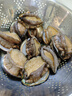 鲜京采 鲜活鲍鱼1斤（10-12只）保活到家 佛跳墙原料 源头直发 年货 实拍图