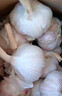 【百万单爆品】紫白皮蒜水果大蒜超市生鲜蔬菜调料即食蒜 大蒜 500g 单果3.5-5cm 实拍图