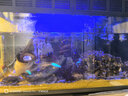 米家小米米家智能生态鱼缸还原自然生态补仓一次三月无忧出差旅行必备 实拍图