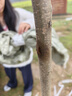 言清 正宗嫁接杨梅树苗 南方北方种植盆栽地栽果树苗庭院阳台果苗木 东魁杨梅4年苗(当年结果) 实拍图