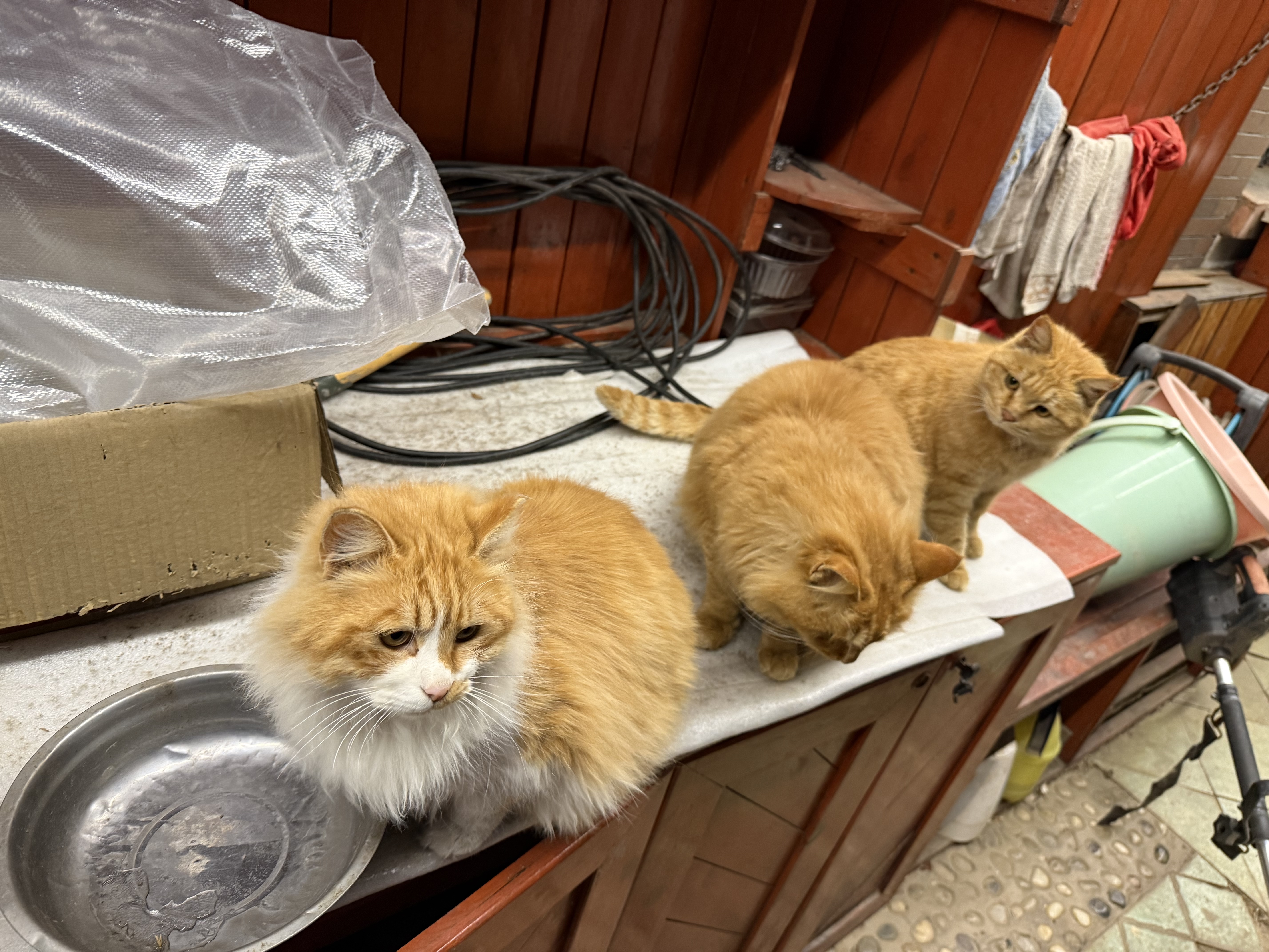 美人喵冻干猫粮10斤装成猫5kg幼猫小奶猫布偶猫营养全价大袋 【双重益生菌】鸡鱼肉蛋粮10斤 实拍图