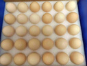趣尝鲜名特优新鸽子蛋 30枚礼盒 净重600g 杂粮喂养新鲜鸽子蛋 源头直发 实拍图