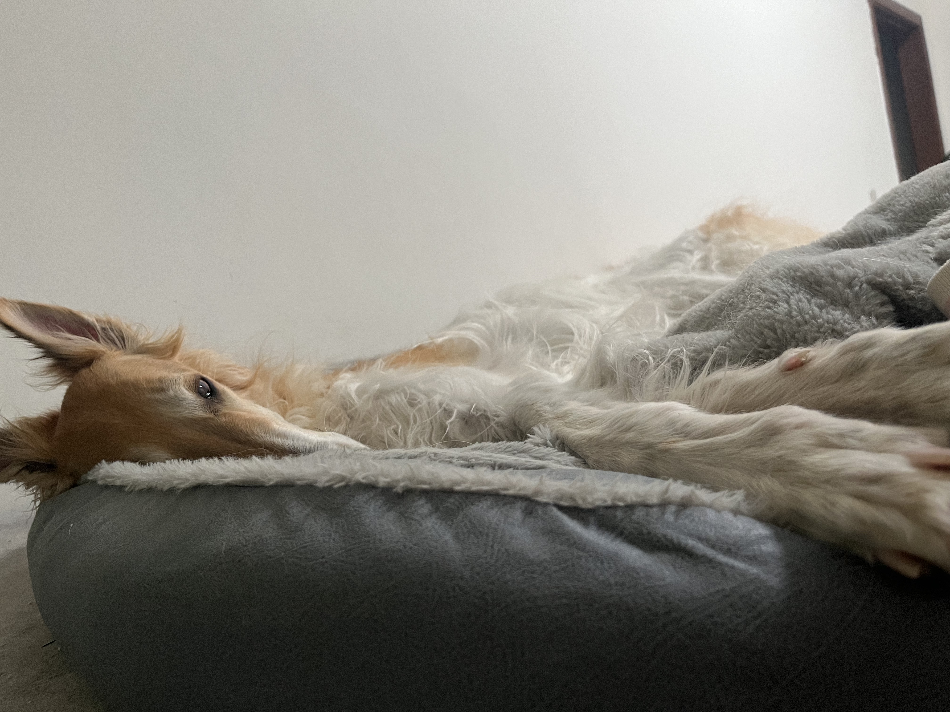 华元宠具（hoopet）狗窝保暖可拆洗中大型犬冬季狗床拉布拉多狗睡垫子宠物垫人类狗窝 实拍图