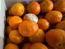 京鲜生 正宗广西砂糖橘礼盒净重4.5斤 单果35-55mm年货礼盒源头直发包邮 实拍图