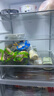 美的（Midea）325L法式四开门冰箱小户型超薄风冷无霜一级能效变频节能净味以旧换新BCD-325WFPM(E)国家补贴 实拍图