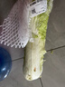 青麻叶大白菜1.2kg 实拍图