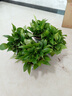 双盟绿萝盆栽除甲醛花卉绿植办公室新房净化空气180加仑4盆装源头直发 实拍图