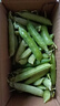新鲜豌豆四川带壳青豆角水果甜豆荚农家蔬菜 新鲜青豌豆荚净重1斤 实拍图