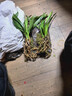 劉閣蘭花兰花苗 香妃 有香味的夏带花苞出售室内外花卉绿植盆栽草观花植物 2苗加盆土肥，说明书 实拍图