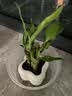 富贵竹盆栽植物室内净化空气绿植荷花竹办公室桌面四季好养小盆栽 荷花竹+小云朵盆【1盆】 盆口直径约8cm 实拍图