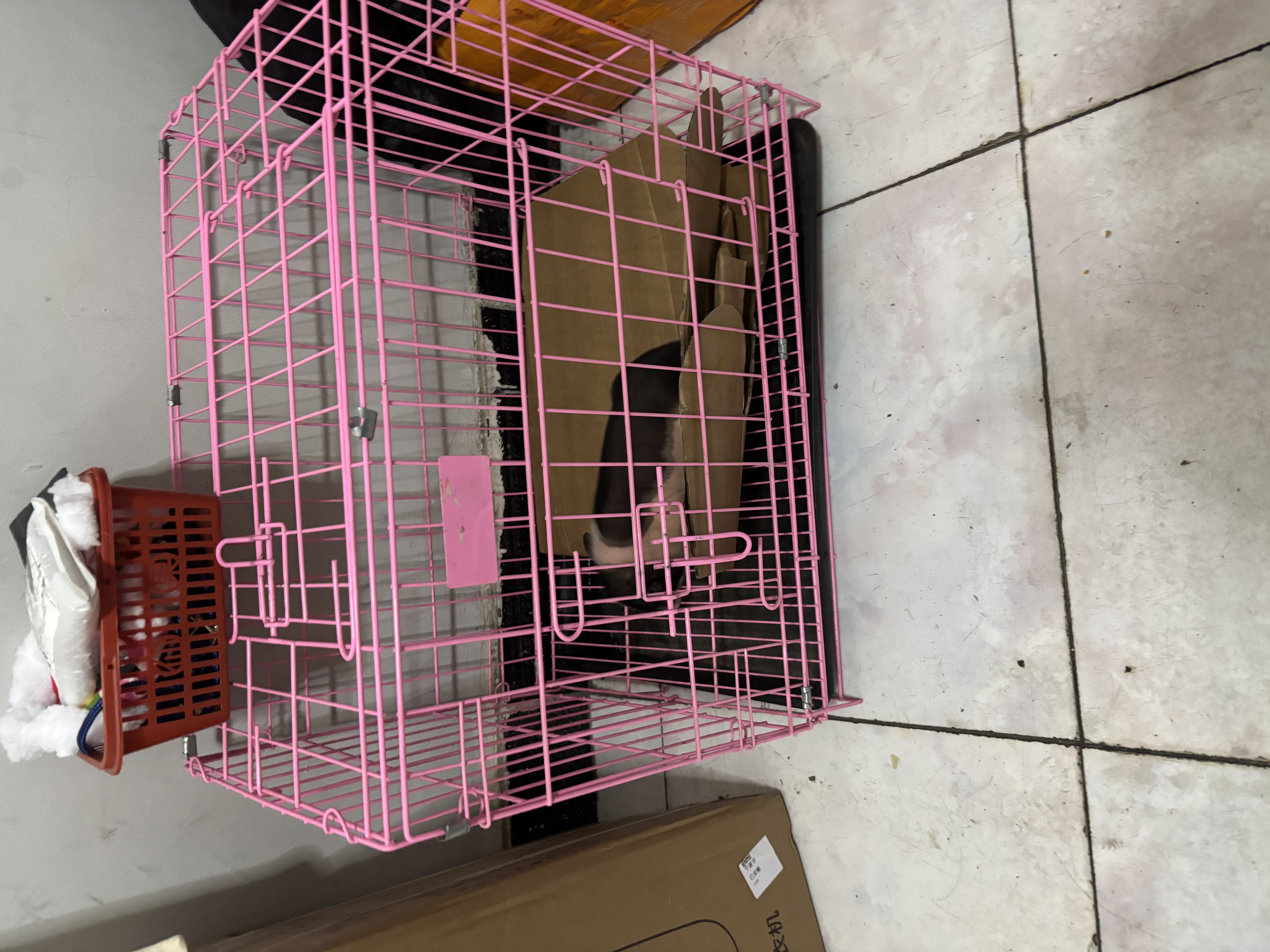 暮秋小主【猪猪侠同款】宠物小香猪活体幼崽家养纯种迷你猪活物可爱萌宠 泰国小香猪幼崽（公） 实拍图