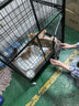 腆宠 猫笼 猫别墅猫笼子带厕所大号加粗方管猫窝猫舍猫屋家用宠物笼子 实拍图