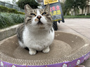 【京东物流】猫抓板磨爪猫窝一体耐磨不掉屑超大号猫玩具猫咪用品 圆形超大号+猫薄荷 实拍图