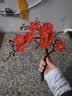 梅花仿真花腊梅假花中式家居装饰绢花禅意插花客厅摆件塑料花树枝 单支红色梅花 实拍图