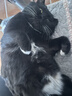 优瑞派猫粮幼猫成猫美短英短蓝猫布偶加菲猫专用流浪猫全价猫粮鱼肉味 经典猫粮鱼肉味20斤丨送猫粮1斤 实拍图