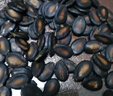 沙土 喝茶湿西瓜子五香味湿瓜子卤味南瓜子湿瓜子休闲零食坚果炒货 2000g（4斤双层真空包装）西瓜子 实拍图