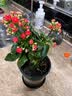 沭之美长寿花绿植花卉阳台盆栽四季开花绿植变色龙源头直发 实拍图