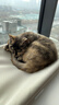 七彩缦冻干猫粮5斤2.5kg宠物幼猫成猫全阶段流浪20猫咪主粮深海鱼 小鱼干双拼鱼肉味猫粮5斤 实拍图