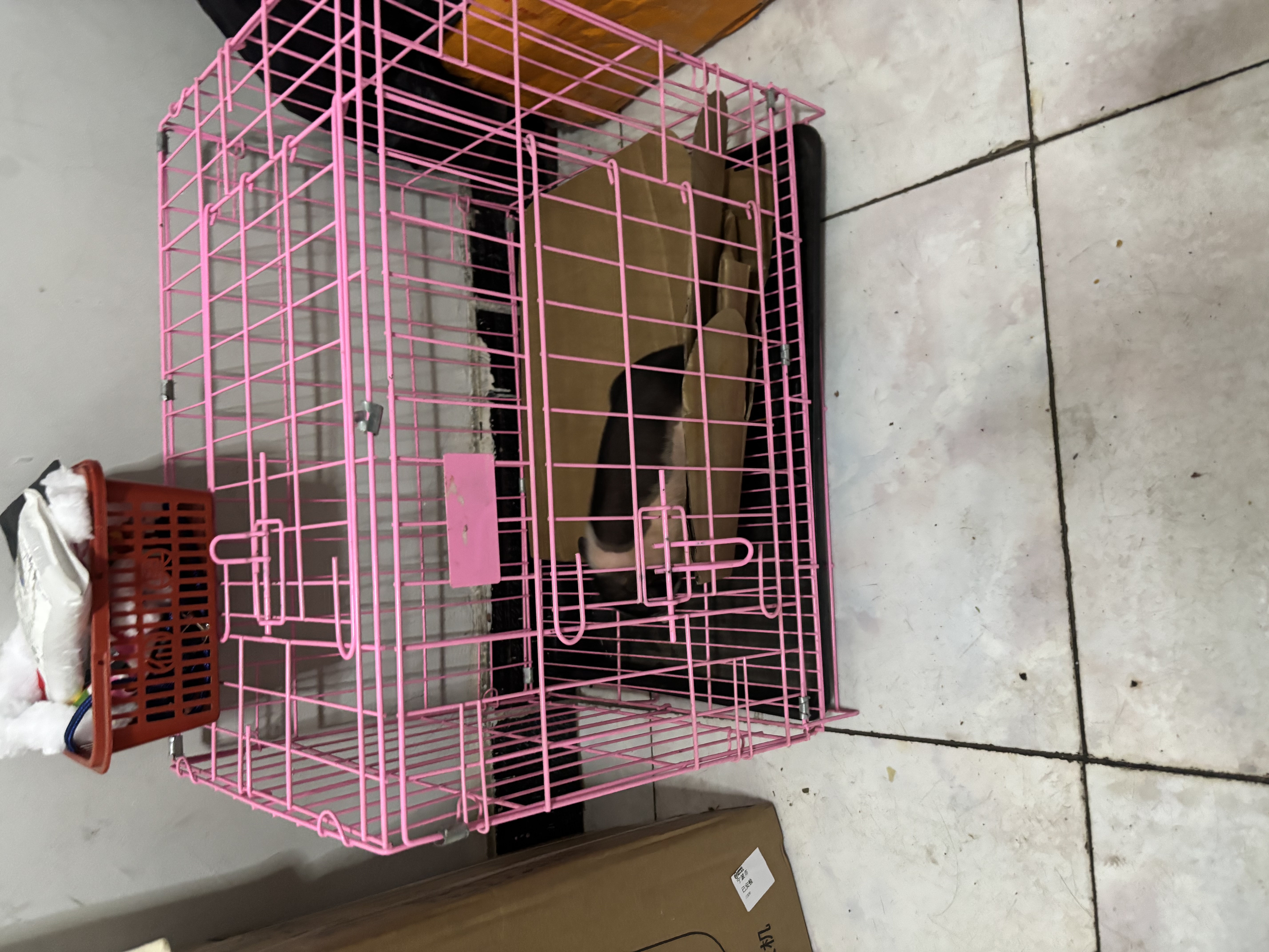 暮秋小主【猪猪侠同款】宠物小香猪活体幼崽家养纯种迷你猪活物可爱萌宠 泰国小香猪幼崽（公） 实拍图