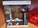 技研精工（JIYJNJINGGONG）鱼缸客厅小型家用带增氧桌面超白玻璃过滤免换水生态懒人鱼缸240 实拍图