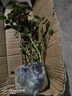 清韵伊人 月季花树苗爬藤当年开花月季花苗特大花盆栽地载庭院蔷薇 艾莎【不爬藤】 实拍图