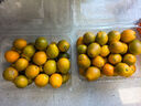 京鲜生  广西第三代脆蜜金柑4斤礼盒（每斤20-27粒）源头直发包邮 实拍图