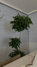 植男植女幸福树造型绿宝盆栽绿植客厅室内大型绿植办公室乔迁新居源头直发 实拍图