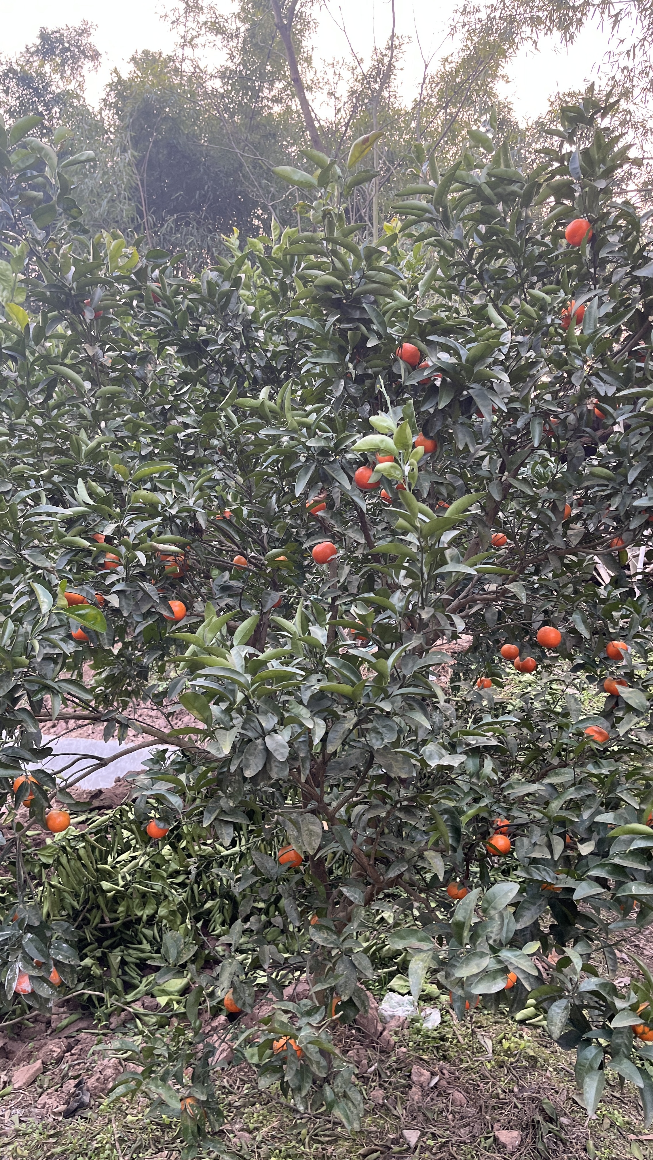 俊步（JUNBU）劳保鞋男钢包头轻便防水防砸防刺防滑绝缘软底舒适电工作安全鞋 06【耐磨实心底】连舌防水四季款 40 实拍图