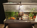 阔庭（KUOTING）鱼缸懒人鱼缸家用客厅办公室金鱼缸过滤鱼缸白色款【大号】 实拍图