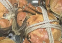 【活蟹】漁家师傅大闸蟹公3.5-3.8两母2.5-2.8两4对8只 鲜活螃蟹生鲜年货礼盒 源头直发 实拍图