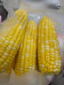 京鲜生 云南金银水果甜玉米净重5斤 鲜甜玉米棒新鲜蔬菜 源头直发 实拍图