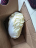 云南高原娃娃菜新鲜蔬菜生鲜乾隆白菜早餐火锅必备产地直发 浅黄色 新鲜娃娃菜3颗装*1包 实拍图