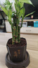富贵竹盆栽植物室内净化空气绿植荷花竹办公室桌面四季好养小盆栽 荷花竹+节节高升盆+圆底座【1盆】 盆口直径约8cm 实拍图