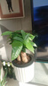 花翁奇趣发财树苔藓球水培植物办公室内桌面好养耐活造型绿植源头直发 实拍图