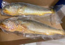 1号会员店 冷冻深海野化三去黄花鱼 宁德大黄鱼800g/2条装盒装 海鱼 年货节 实拍图