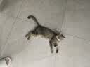 京喜自营-专用品牌猫笼子家用带厕所大自由空间猫舍送货上门 【热销推荐】折叠款-黑色双层69*50*59 套餐二：七件套 实拍图