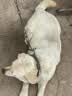 诚实一口N01双拼犬粮鸭肉梨 2kg*1袋+N01双拼犬粮山药牛2kg*1袋 实拍图