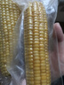 当季新货头茬东北黄甜糯玉米棒真空包装低脂黄糯大棒甜东北黏苞米 黄糯玉米【120-160克】6支 实拍图