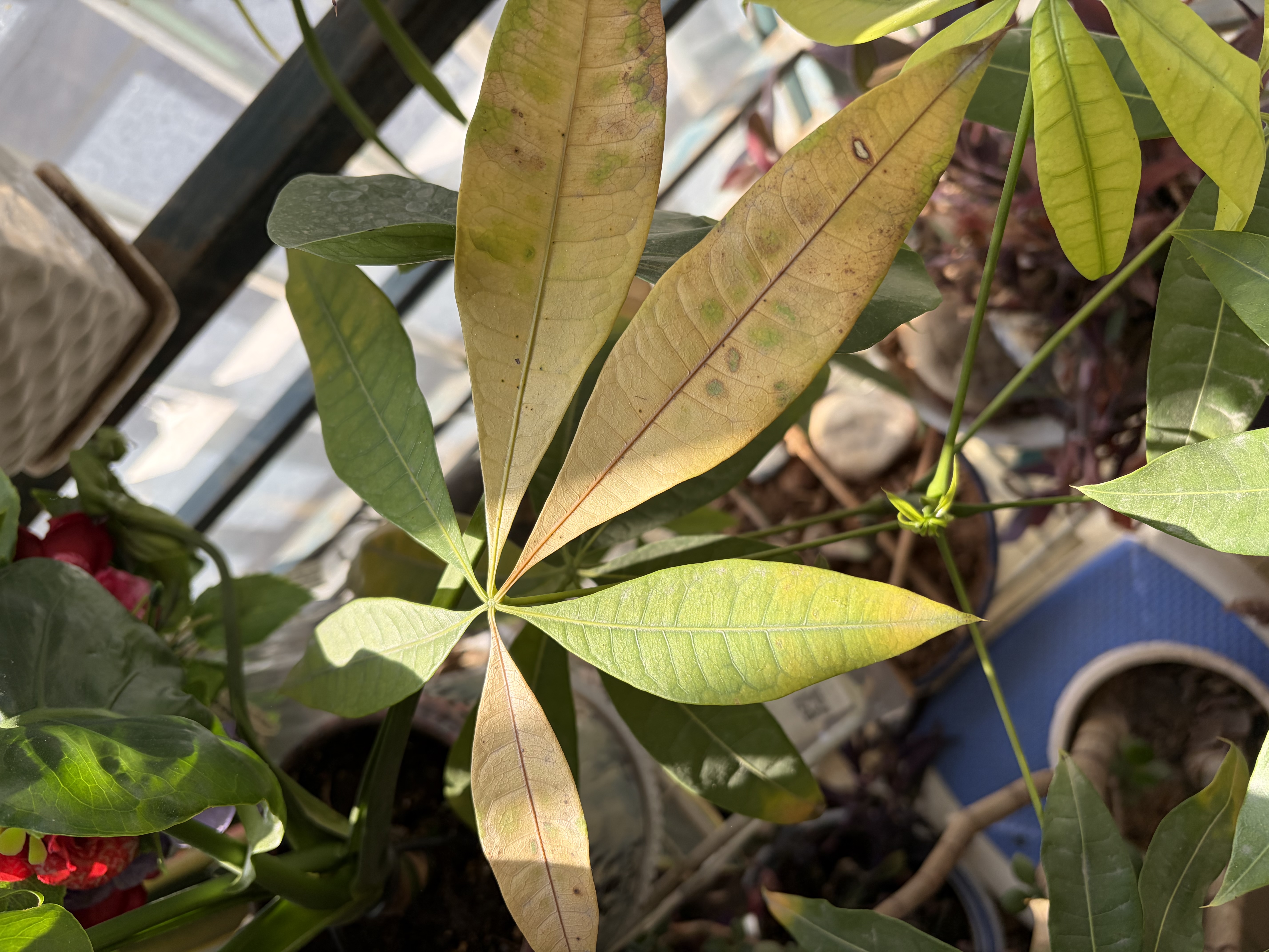 德沃多植物营养液通用型花肥料绿萝发财树富贵竹多肉月季水培绿植花卉肥 发财树专用营养液500ml 实拍图