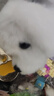 儿童电动毛绒玩具狗会走会叫电子教育孩子益智启蒙 1只毛绒小宠物【颜色随机】 实拍图