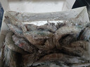 卖鱼郎先生青岛盐冻大虾净重3.6斤 10-15只/斤 白虾大虾基围虾生鲜 虾类 实拍图