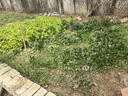 包塑钢管园艺支架杆黄瓜豆角葡萄种菜爬藤架绿植架攀爬架 直径20mm 长度240cm【10支装无配件】 实拍图